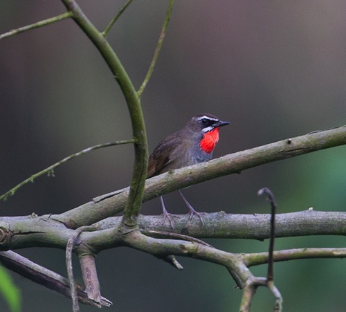 Siberian Rubythroat
Tai Po Kau Nature Reserve